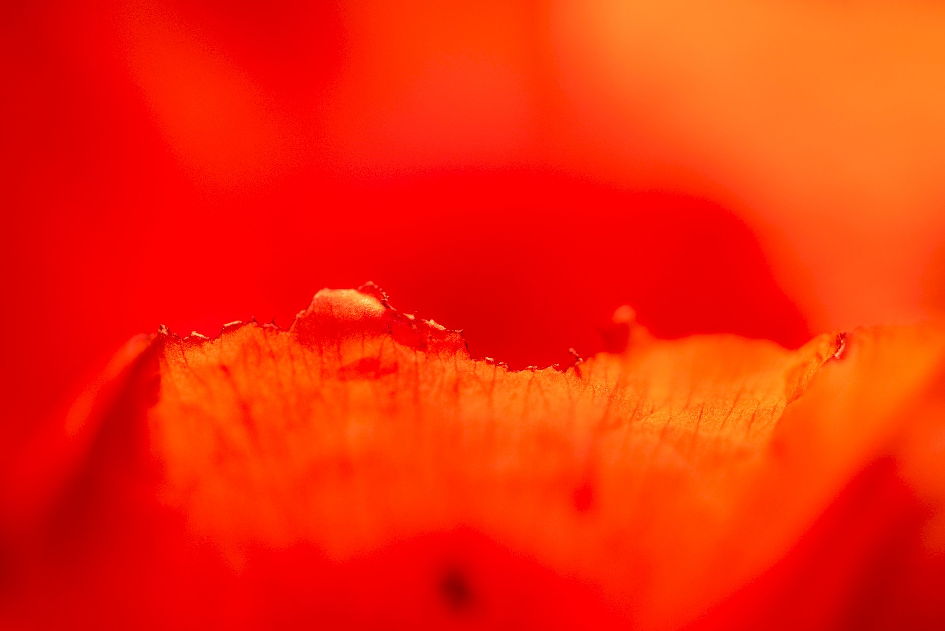 Red Poppy #3